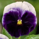 9 cell Seed Pansy Spring Bedding plant, Pack of 4