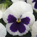 9 cell Seed Pansy Spring Bedding plant, Pack of 4