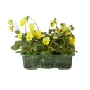 9 cell Viola Viola Autumn Bedding plant, Pack of 4
