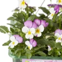 9 cell Viola Viola Autumn Bedding plant, Pack of 4