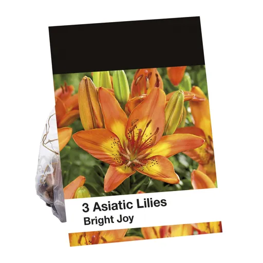 Asiatic Lily Bright Joy Flower bulb, Pack of 3