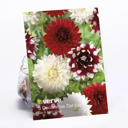 Dahlia Day & Night Mixed Flower bulb, Pack of 5