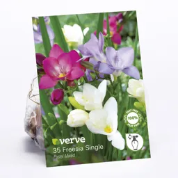 Freesia Single Pastel Mixed Flower bulb, Pack of 35