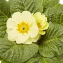 Primrose Mixed Spring Bedding plant 10.5cm, Pack of 6