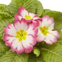 Primrose Mixed Spring Bedding plant 10.5cm, Pack of 6