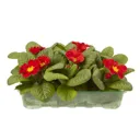 6 cell Primrose Mixed Spring Bedding plant, Pack of 2
