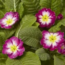 6 cell Primrose Mixed Spring Bedding plant, Pack of 2