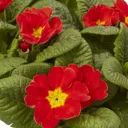 6 cell Primrose Red Spring Bedding plant, Pack of 2
