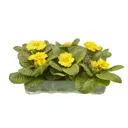 6 cell Primrose Yellow Spring Bedding plant, Pack of 2
