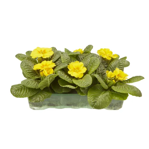 6 cell Primrose Yellow Spring Bedding plant, Pack of 2
