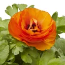 Ranunculus Mixed Spring Bedding plant 13cm, Pack of 4