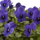 9 cell Viola Mixed Spring Bedding plant, Pack of 4