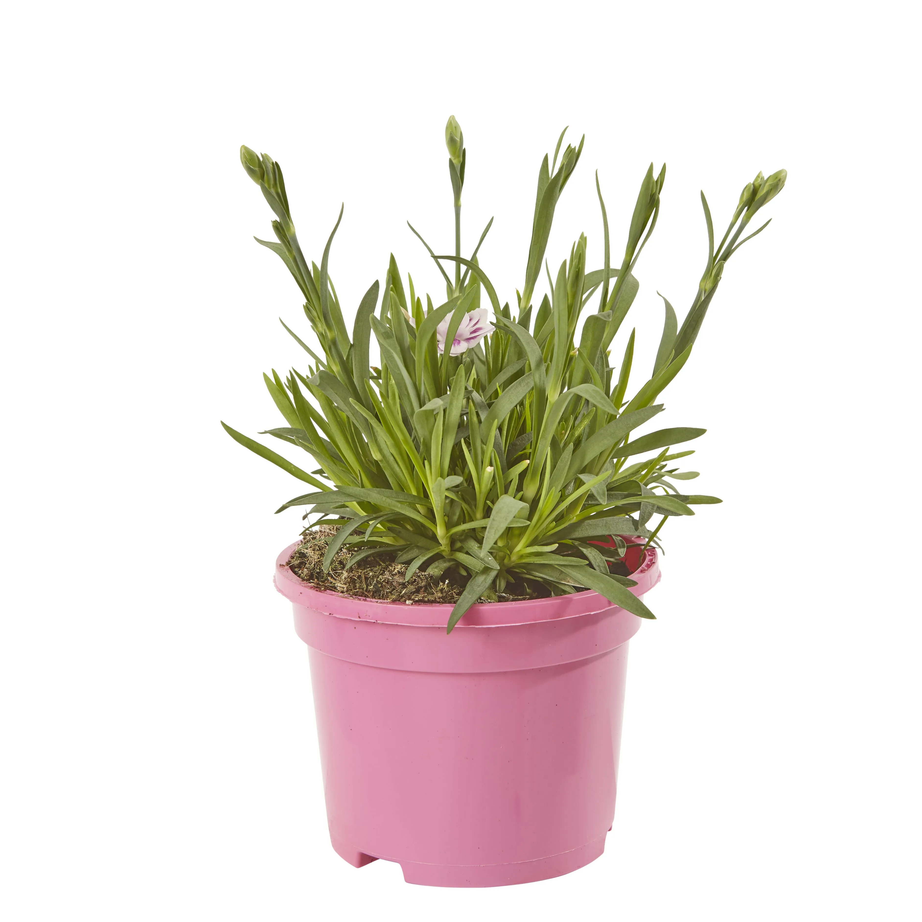 Dianthus Pink Kisses Summer Bedding plant, Pack of 6