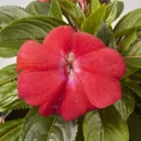 New Guinea Impatiens Trailing Summer Bedding plant, Pack of 4
