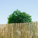 Reed Garden screen (H)1m (W)3m
