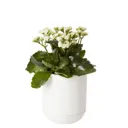 Glazed White Terracotta Plant pot (Dia)15.4cm