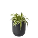 Glazed Black Terracotta Plant pot (Dia)15.7cm