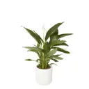 Glazed White Terracotta Plant pot (Dia)20.5cm