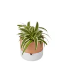Terracotta & white Terracotta Round Plant pot (Dia)16.1cm