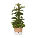 Terracotta & white Terracotta Round Plant pot (Dia)22.8cm