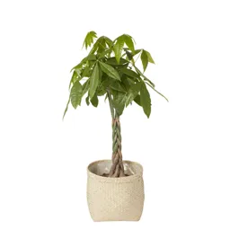 Natural Seagrass Herringbone Round Plant pot (Dia)35cm