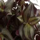 Violet inch plant in 12cm Pot