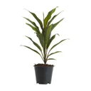 Good luck plant in 12cm Pot