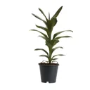 Good luck plant in 12cm Pot