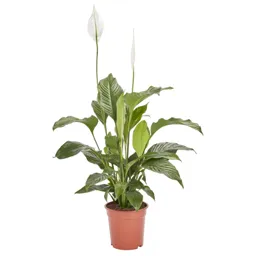 Peace lily in 21cm Pot
