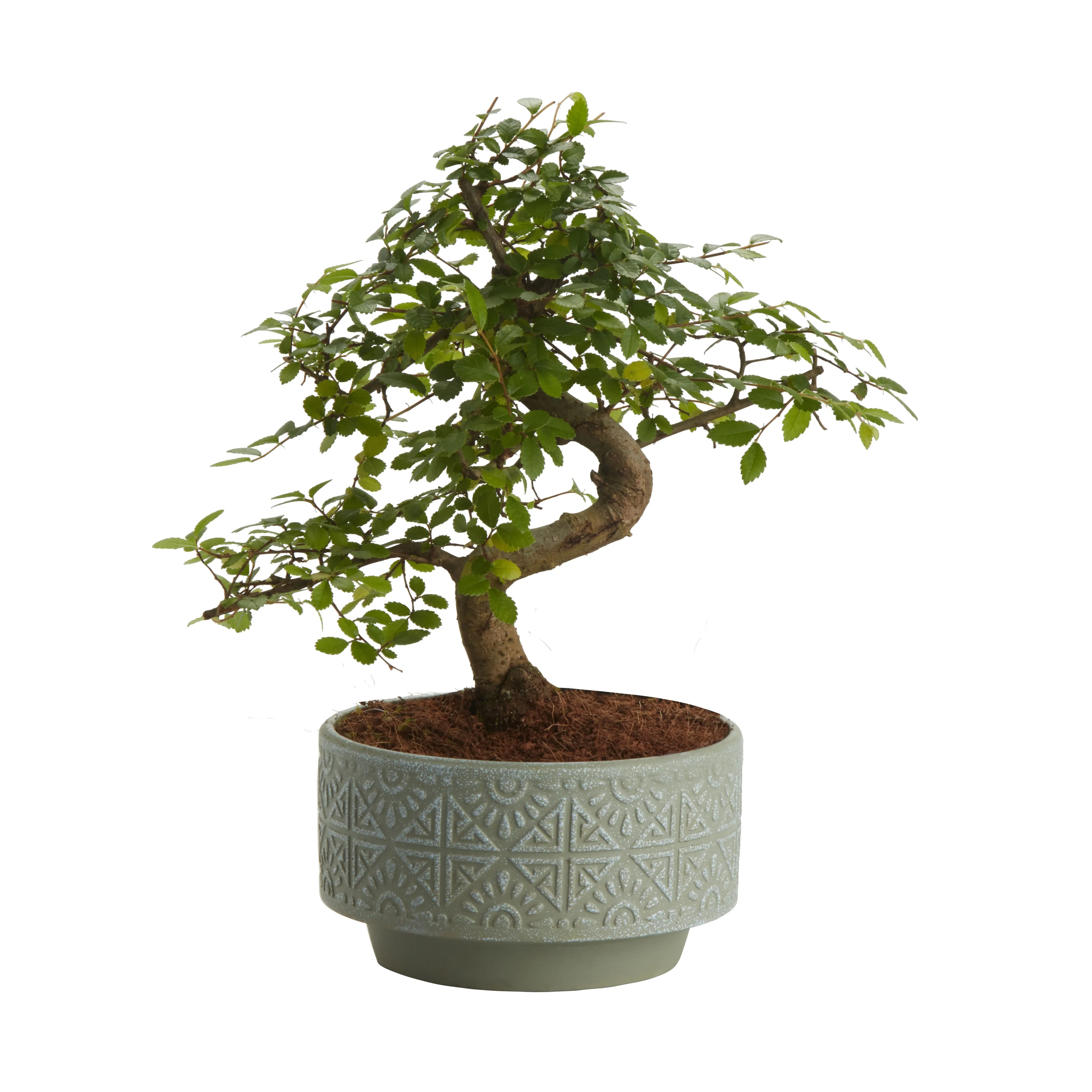 Japanese elm bonsai in 15cm Pot