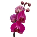 Orchid in 12cm Pot