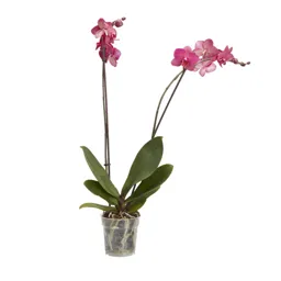 Moth orchid in 12cm Pot
