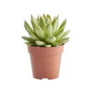 Succulent cacti assorted in 9cm Pot
