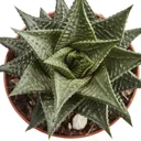 Succulent cacti assorted in 9cm Pot