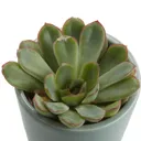 Succulent in 5.5cm Pot