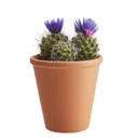 Cactus with dried flowers in 9cm Pot