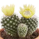 Cactus with dried flowers in 9cm Pot