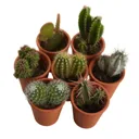 Cactus Cactus in 5.5cm Pot