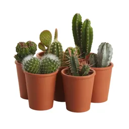 Cactus Cactus in 5.5cm Pot
