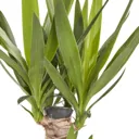 Yucca in 19cm Pot