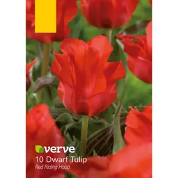 Dwarf Tulip Red riding hood Flower bulb, Pack of 10