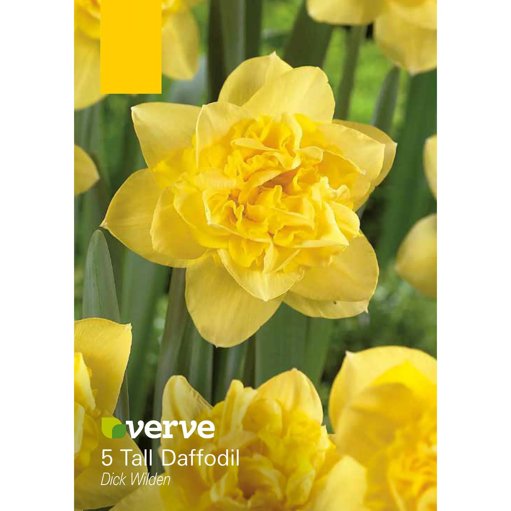 Daffodil Daffodil Flower bulb, Pack of 8