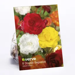 Double Begonia Mixed Flower bulb, Pack of 8