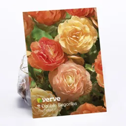 Double Begonia Pastel Mixed Flower bulb, Pack of 8