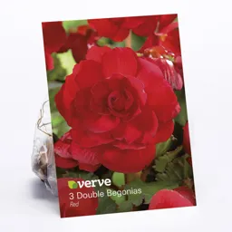 Double Begonia Red Flower bulb, Pack of 3