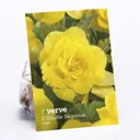 Double Begonia Yellow Flower bulb, Pack of 3