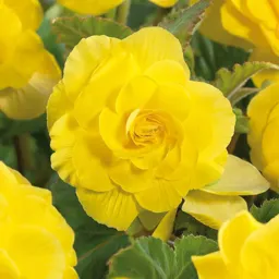 Double Begonia Yellow Flower bulb, Pack of 3
