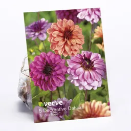 Decorative Dahlia Tombola Mixed Flower bulb, Pack of 5