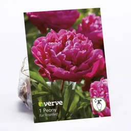 Peony Karl Rosenfield Flower bulb