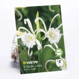 Spider Lily Flower bulb, Pack of 3